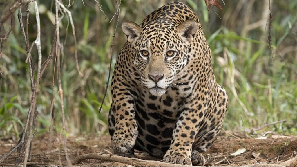 Sonhar com Onça Pintada: Veja quais os significados! - onca