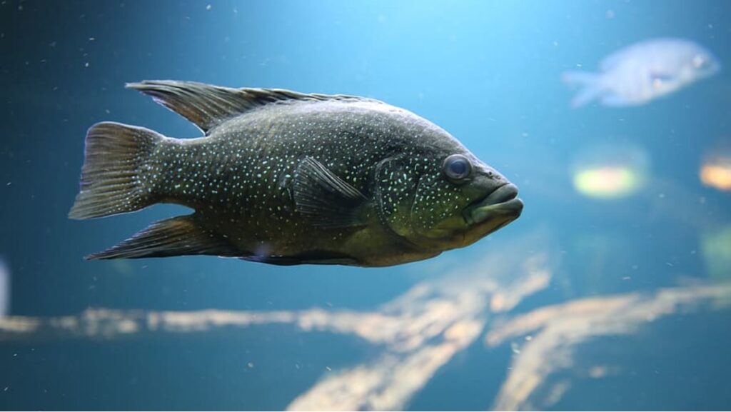 Sonhar com peixe morto