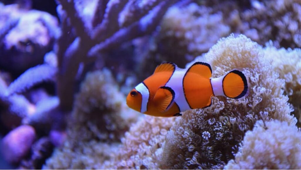 Sonhar com Peixe: Veja o que realmente significa! 2 Sonhar com peixe palhaço