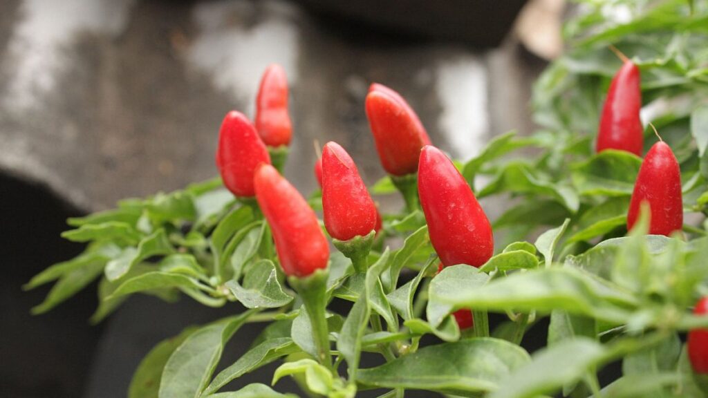 Sonhar com pimenta