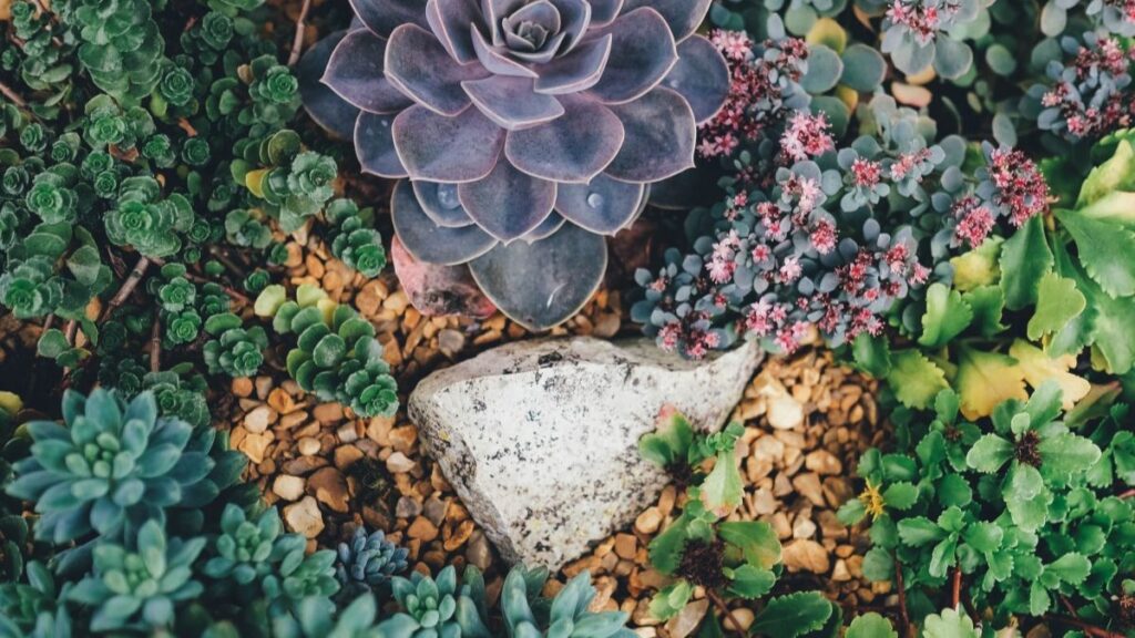 Sonhar com Planta: Entenda quais são os Significados! 2 Sonhar com plantas