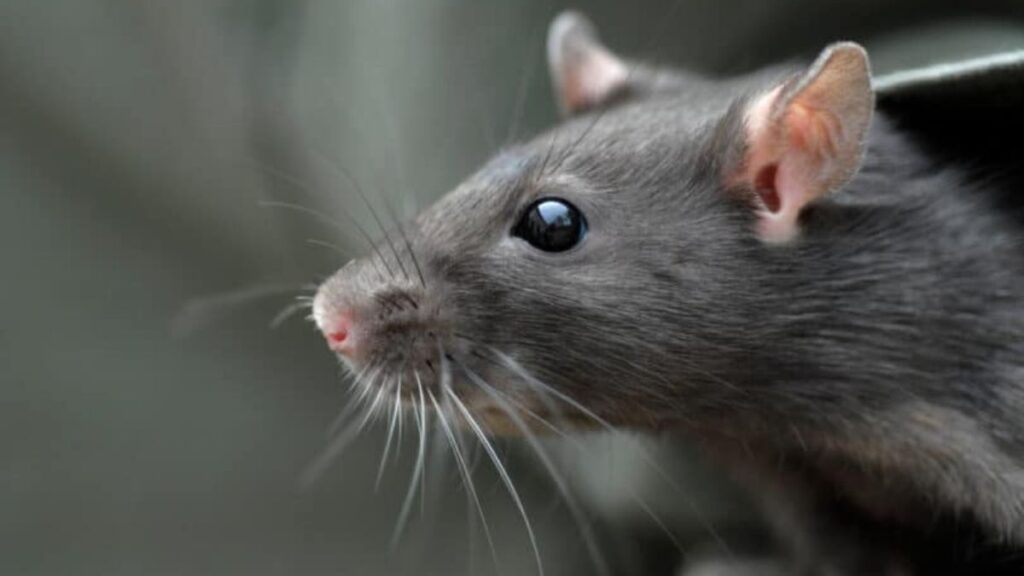 Sonhar com Rato Grande: Desvendando o Mistério! - ratao
