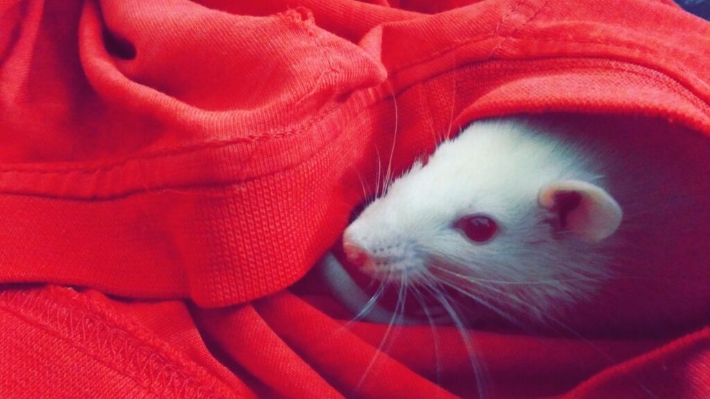 Sonhar com rato branco