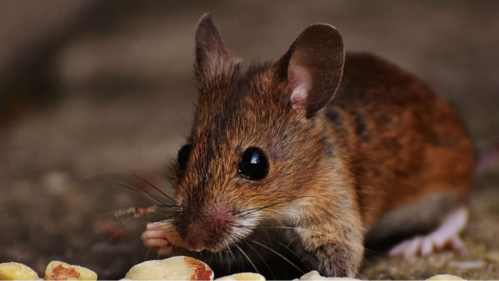 Significado de Sonhar com Rato Morto: Descubra o que isso pode representar! 2 Sonhar com rato morto