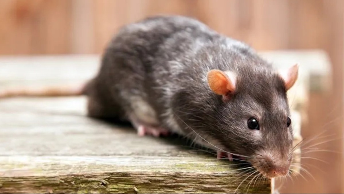 Sonhar com rato vivo