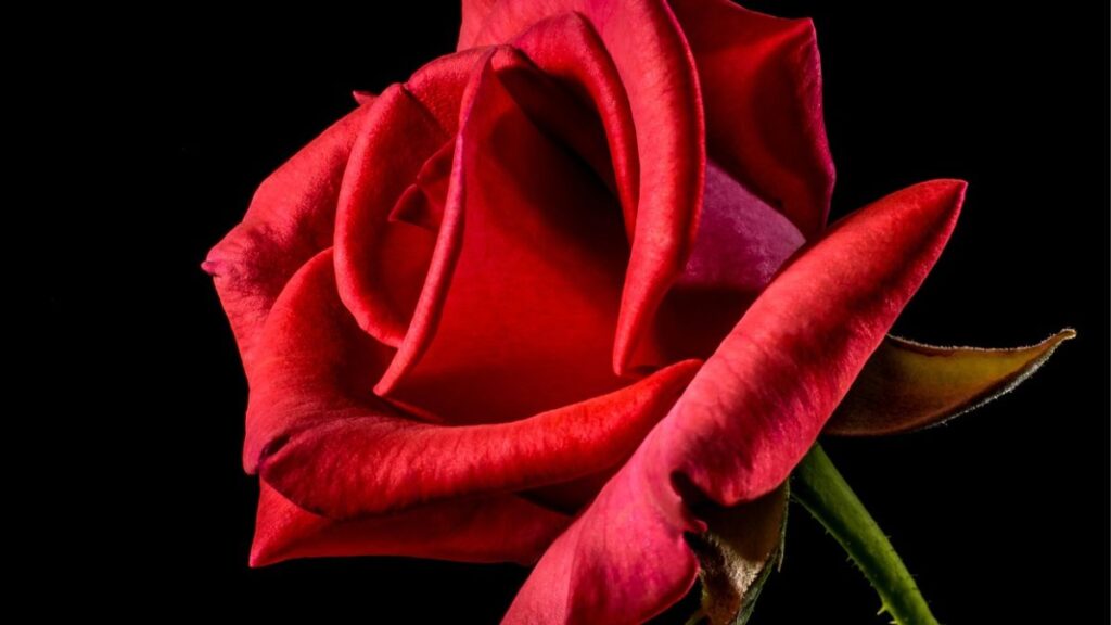 Como regar rosas em vasos: ótimas dicas! 2 É preciso se atentar a diversos fatores para garantir a beleza das suas rosas.