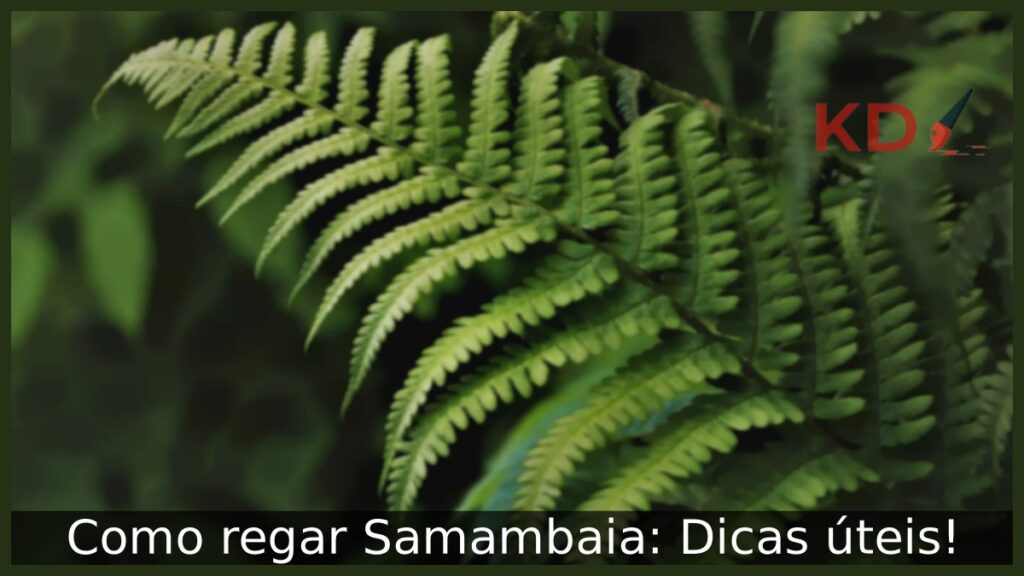 Como regar Samambaia: Dicas úteis!
