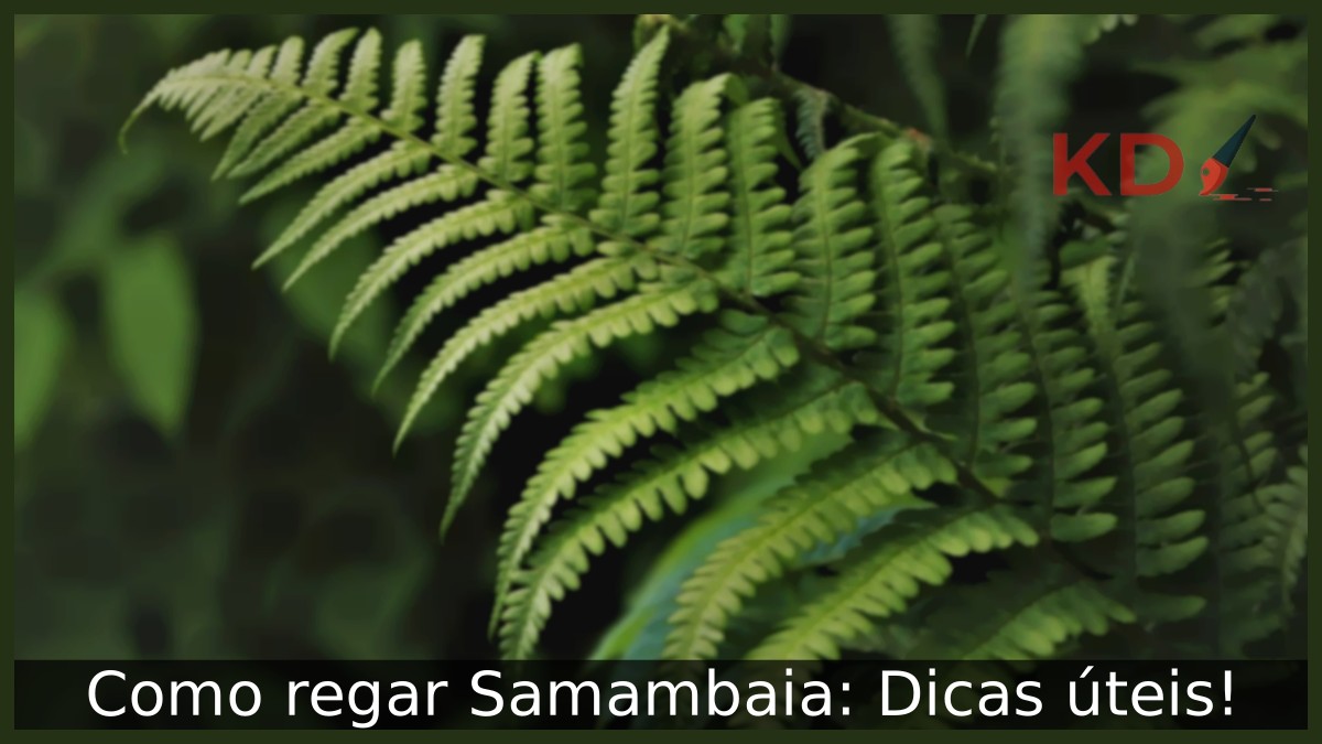Como regar Samambaia: Dicas úteis! - samambaia