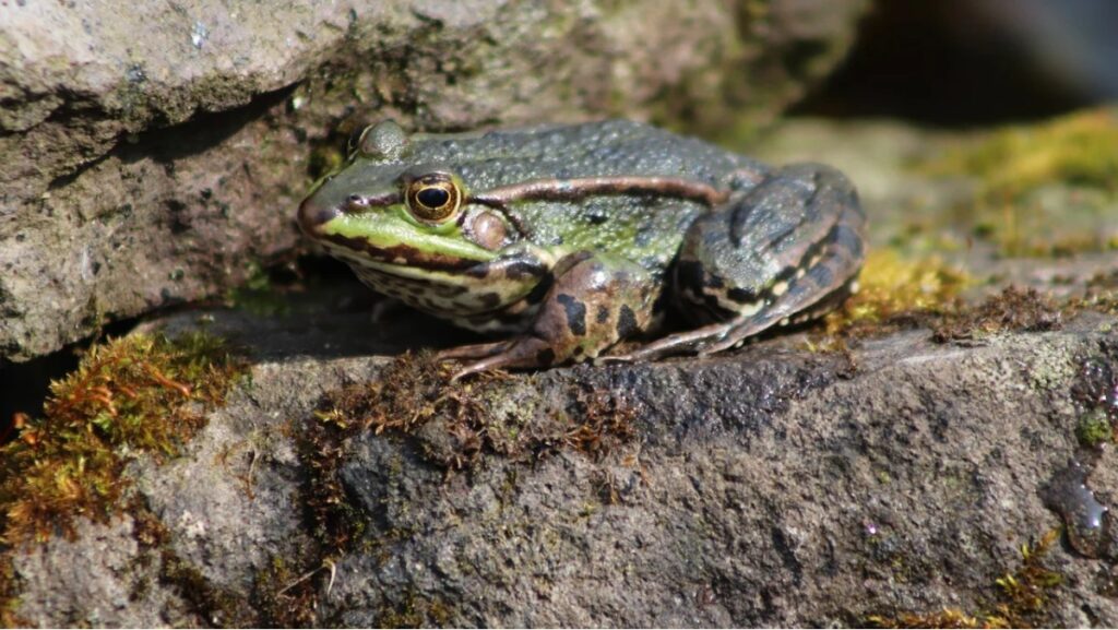 Sonhar com sapo pulando
