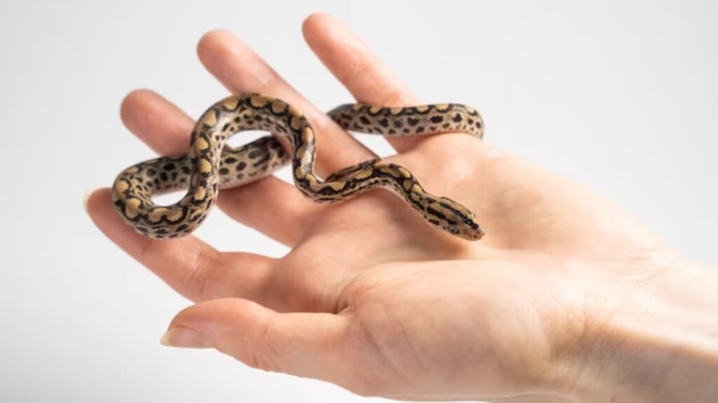 Significado de sonhar com cobra pequena