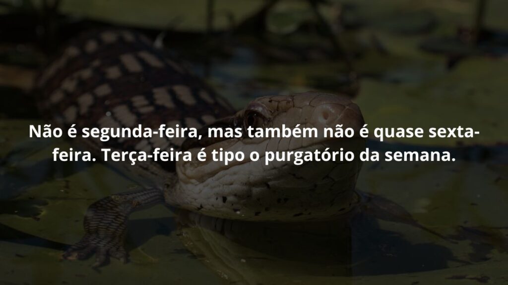 Mensagem de terça feira para WhatsApp: Confira algumas frases! 2 Não é segunda-feira, mas também não é quase sexta-feira. Terça-feira é tipo o purgatório da semana.