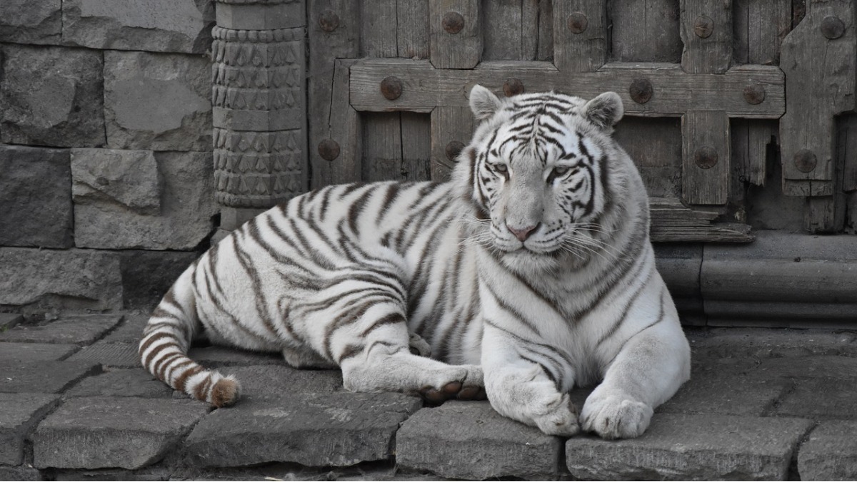 Sonhar com tigre branco