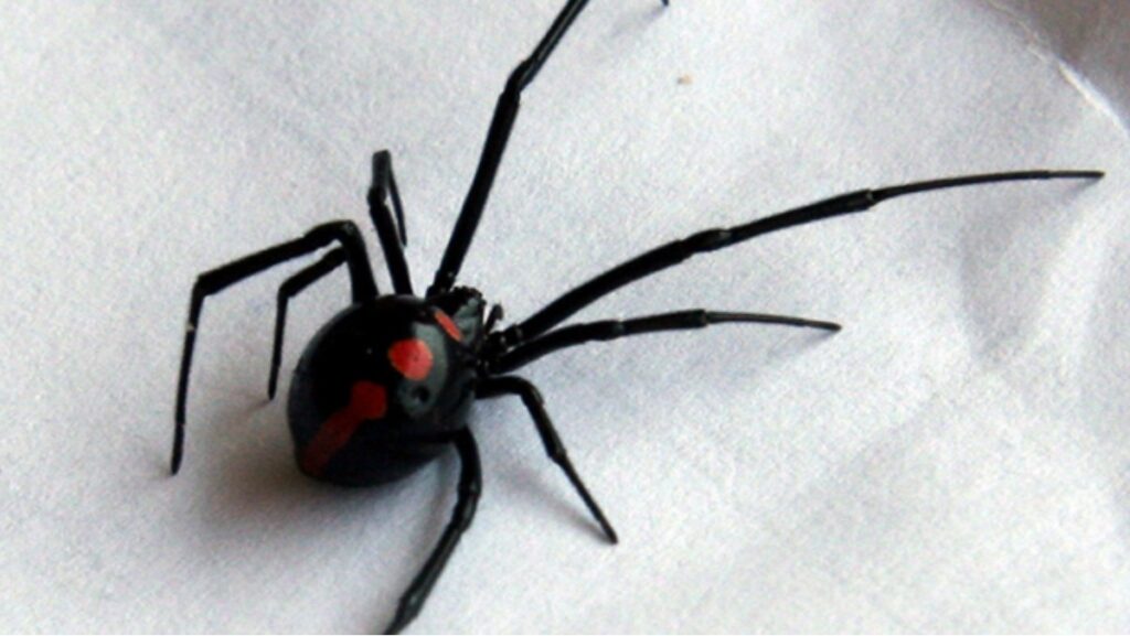 Sonhar com aranha preta