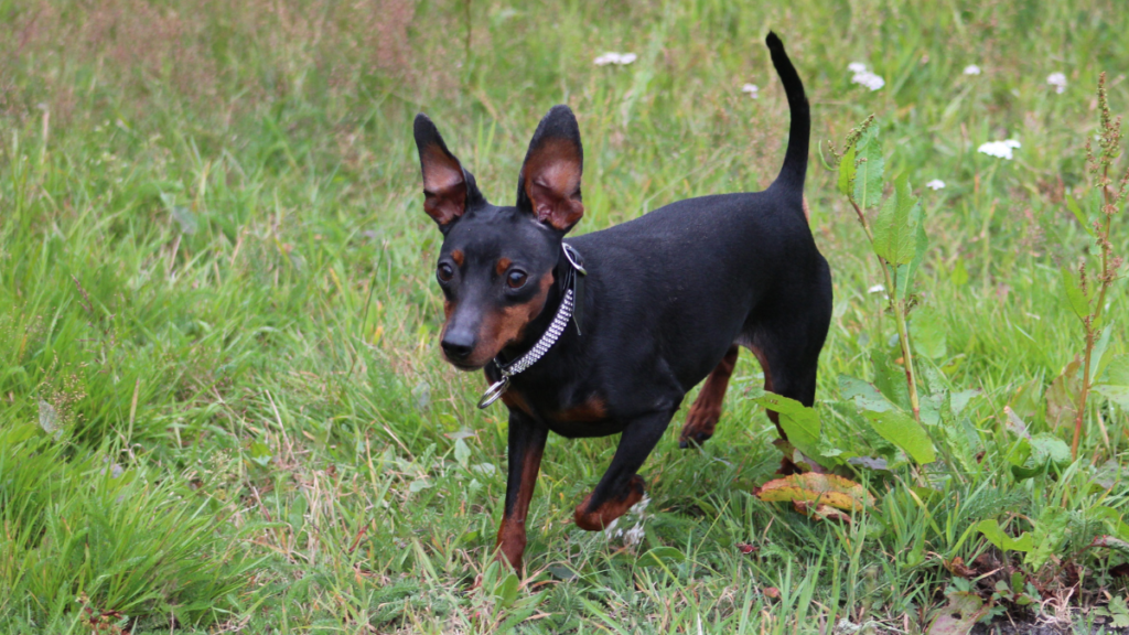 Nomes para cachorros pinscher, mais de 400 opções criativas! 2 Cachorro pinscher
