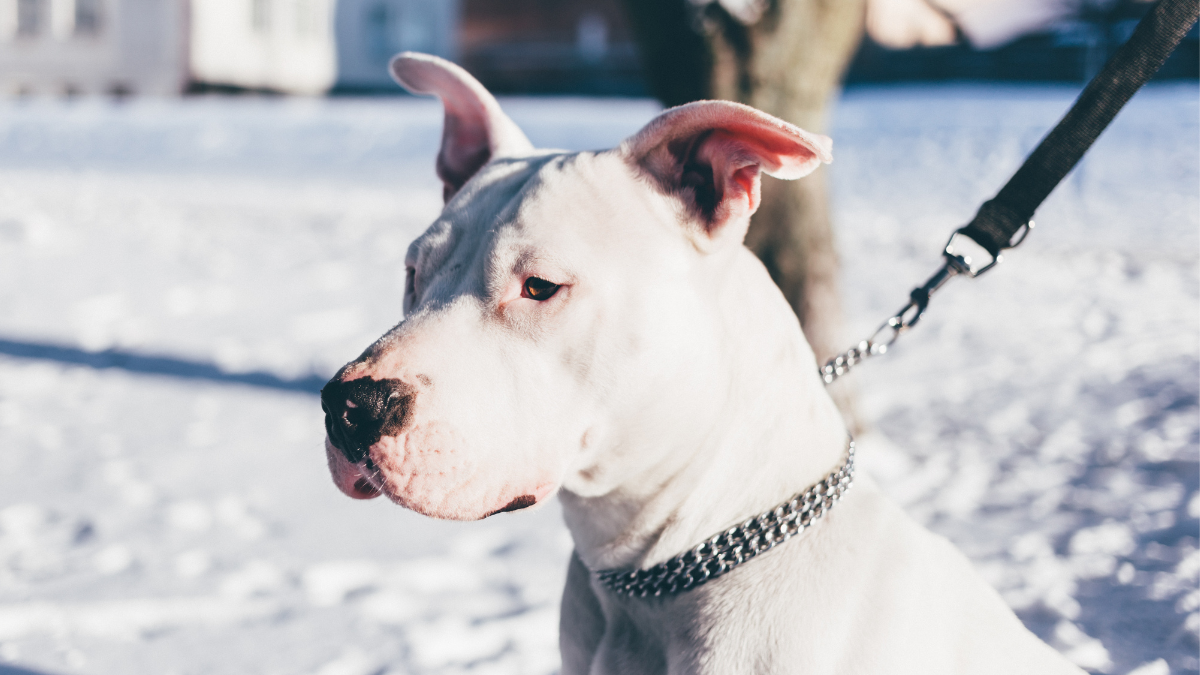 Cachorro pitbull branco