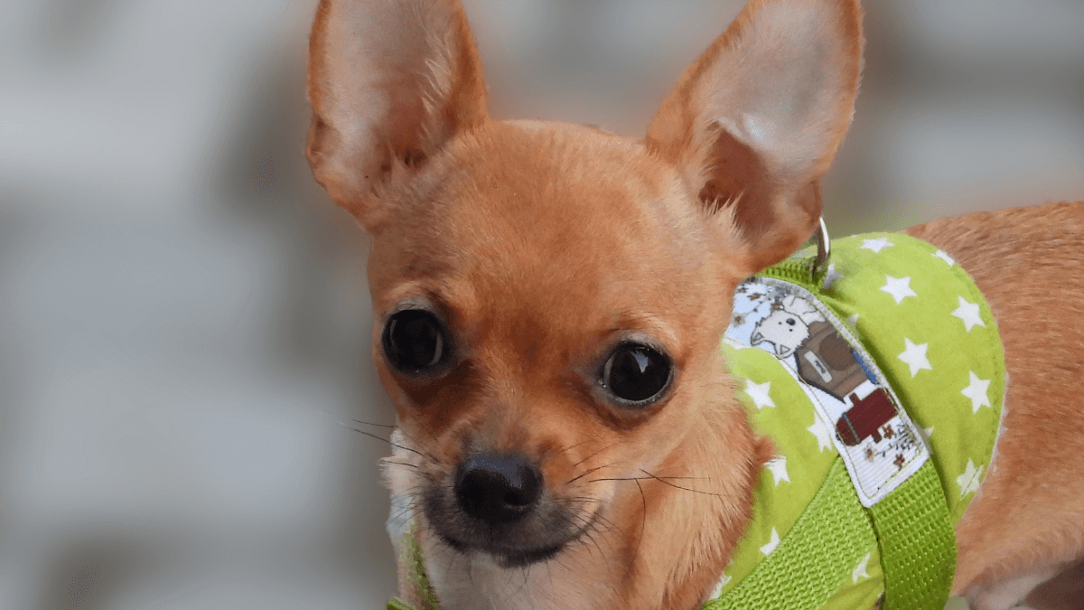 Nomes para cachorros pinscher, mais de 400 opções criativas! 12 Nomes para cachorros