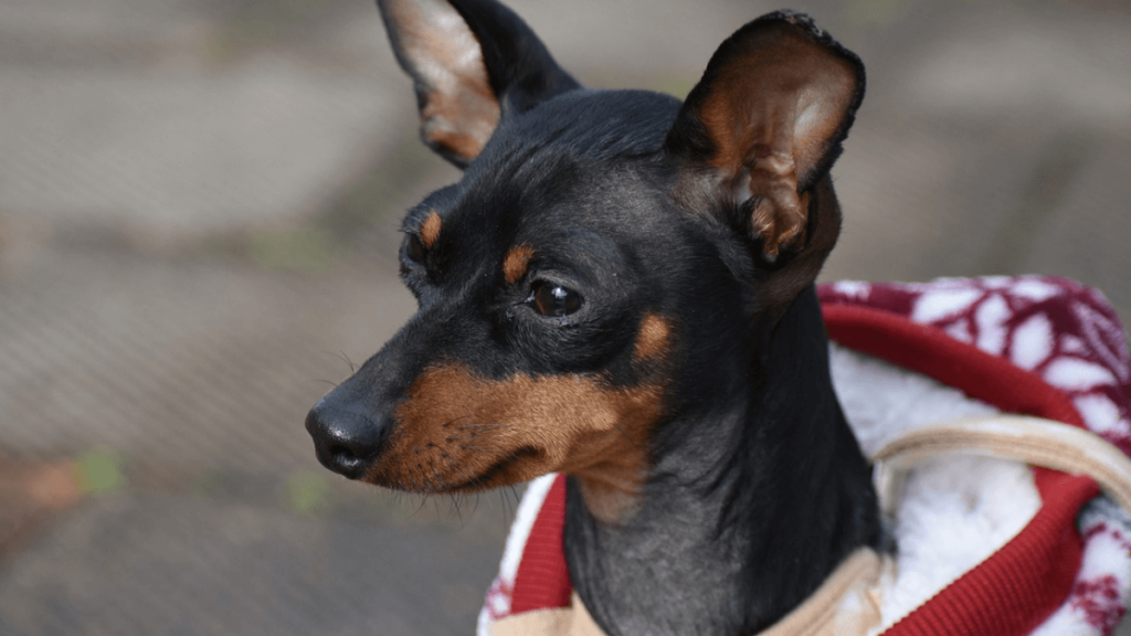 Nomes para cachorros pinscher, mais de 400 opções criativas! 4 Pinscher