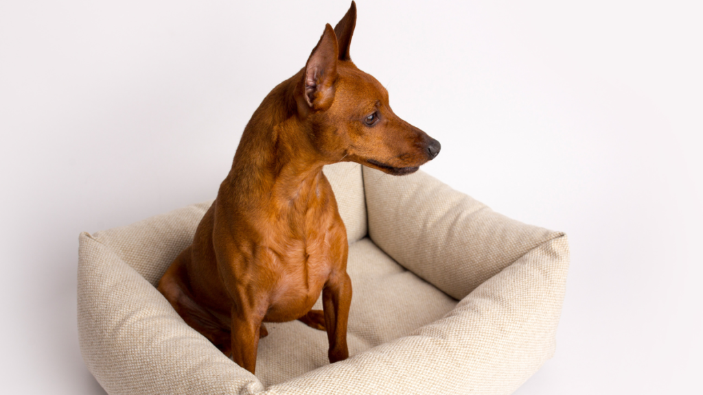 Nomes para cachorros pinscher, mais de 400 opções criativas! 3 Pinscher em sua caminha