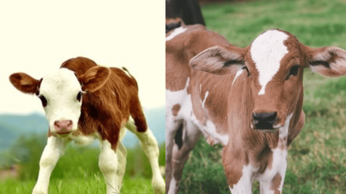significado de Sonhar com Bezerro