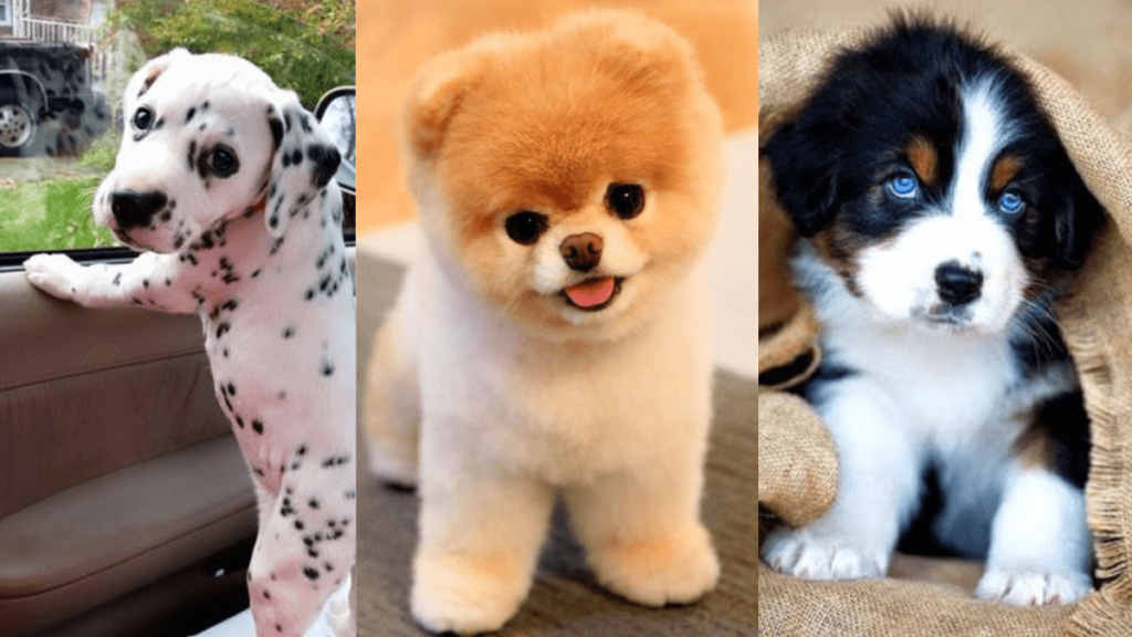 significado de Sonhar com Cachorro no Mundo Espiritual