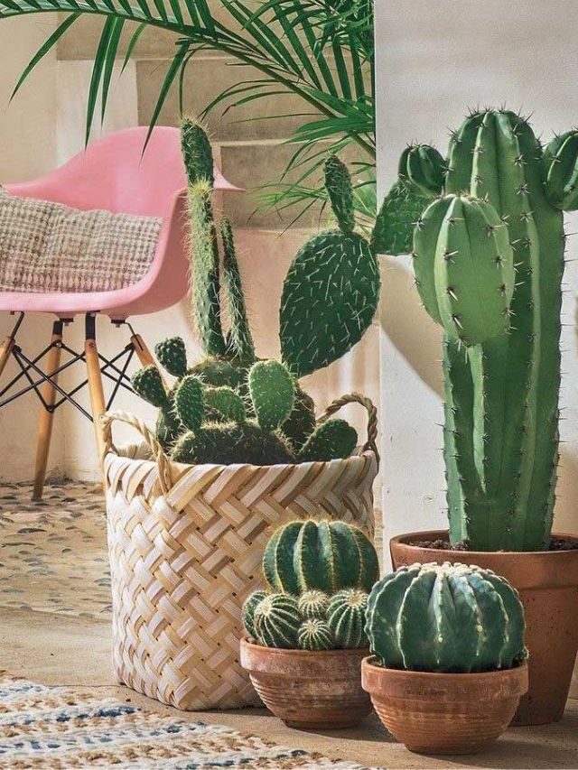 Aprenda a como regar cactos da forma correta + como cuidar!