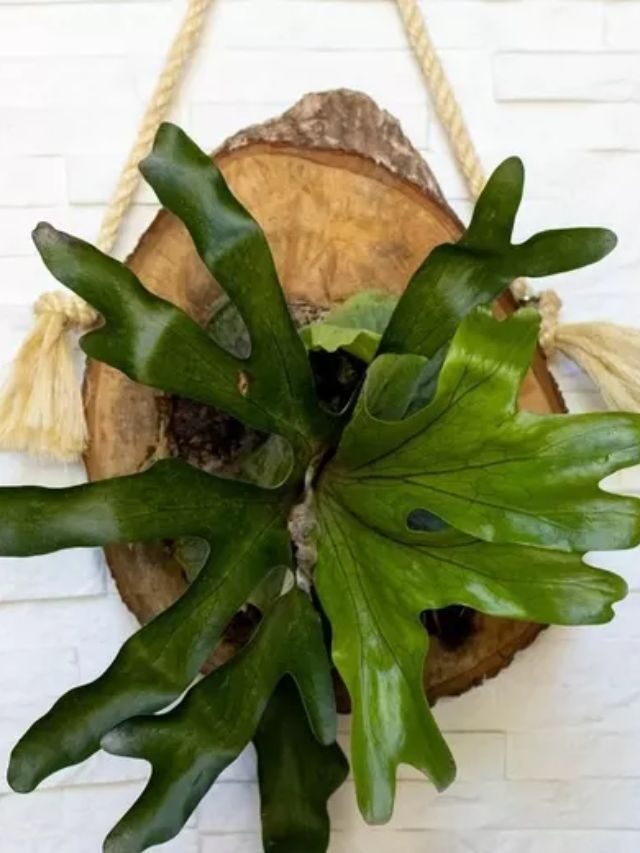 Como cultivar chifre-de-veado na sua casa: Passo a Passo Completo!