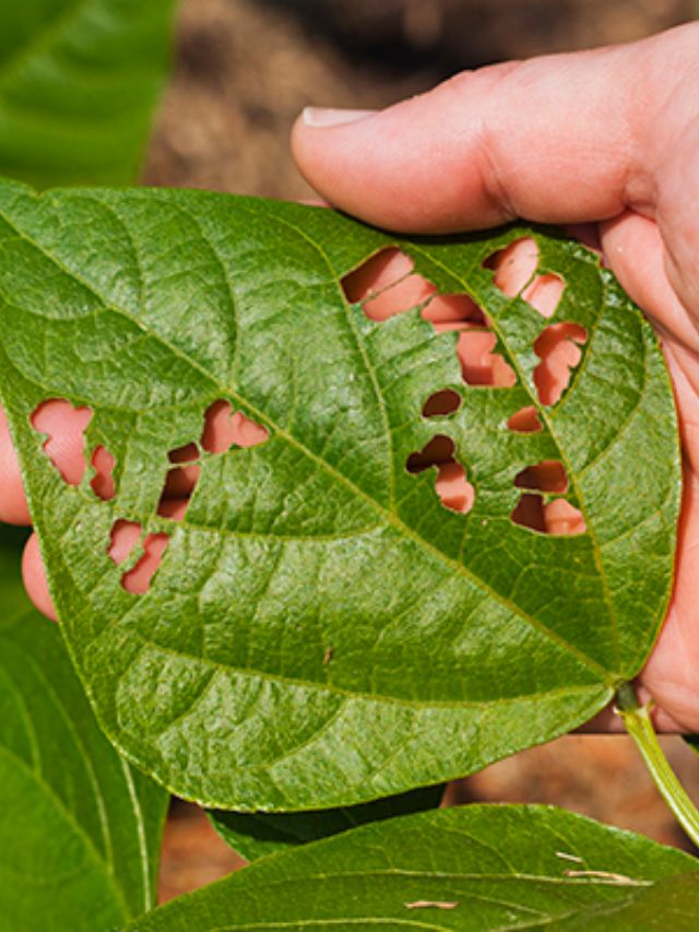 as pragas que podem atacar seu jardim