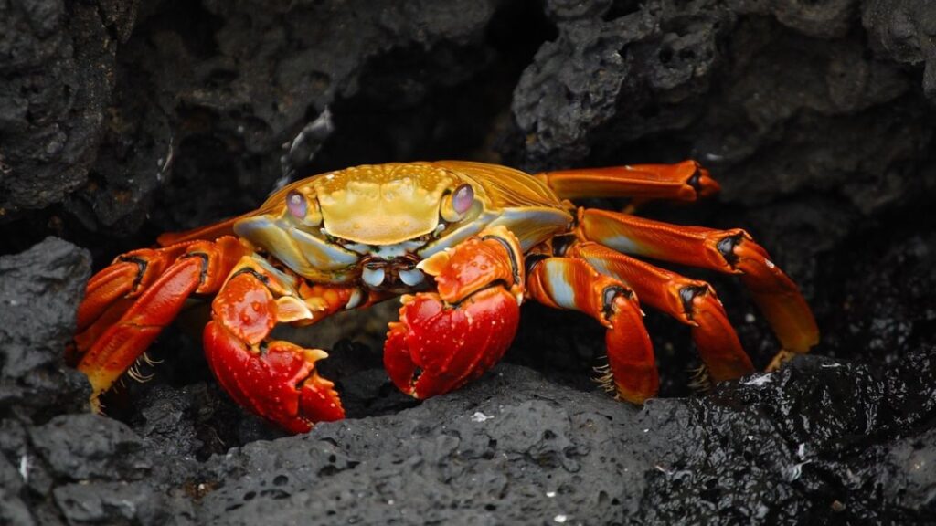 Nomes de frutos do mar, conheça os 11 mais comuns! 6 Caranguejo
