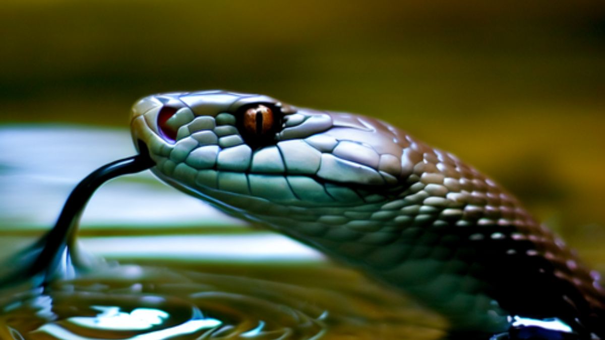 Sonhar com Cobra na Água: Qual o significado?