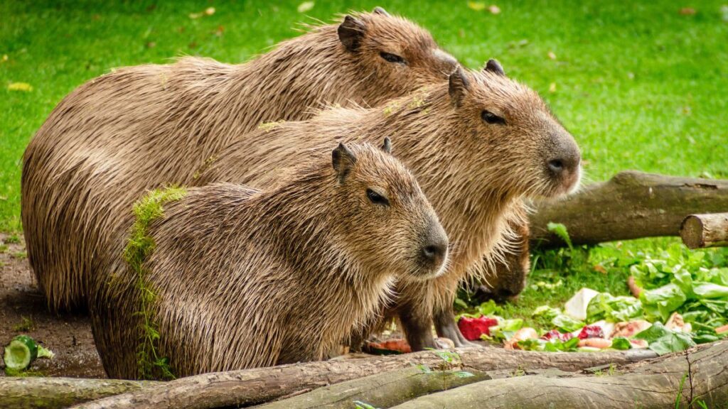 Significado de sonhar com capivara