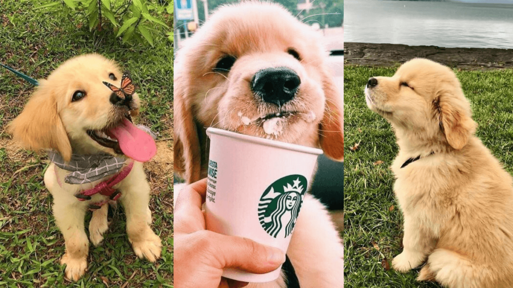 significado de Sonhar com Filhotes de Cachorro