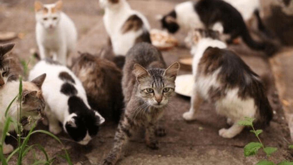 Significado de Sonhar com Muitos Gatos