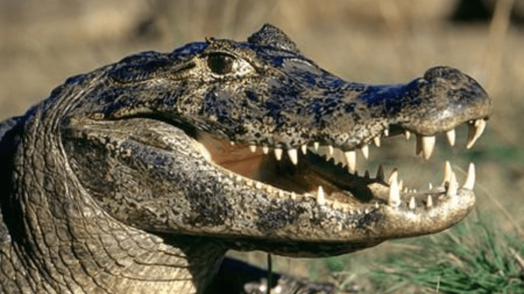 Sonhar com Jacaré Grande