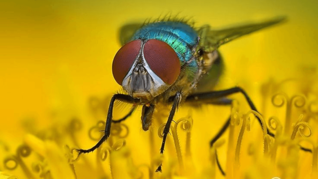 significado de Sonhar com Mosca Varejeira