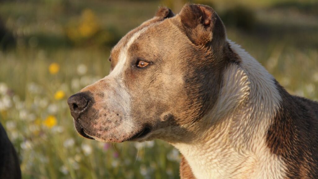 Sonhar com Pitbull.