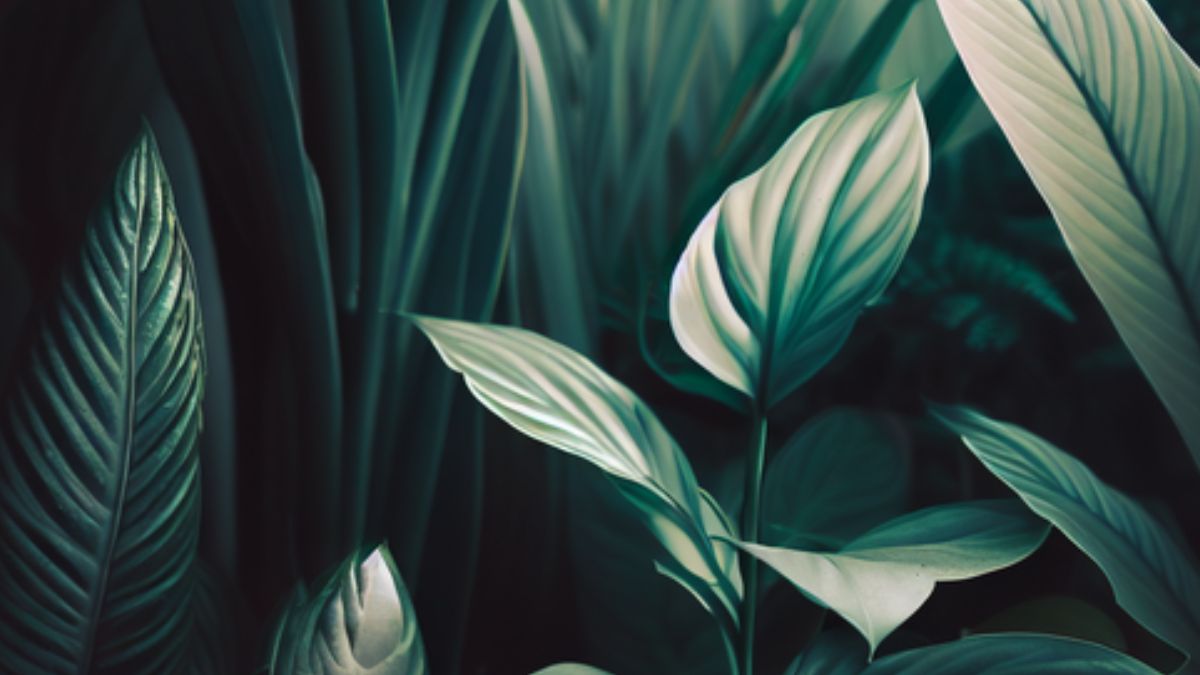 Sonhar com plantas: O que significa?
