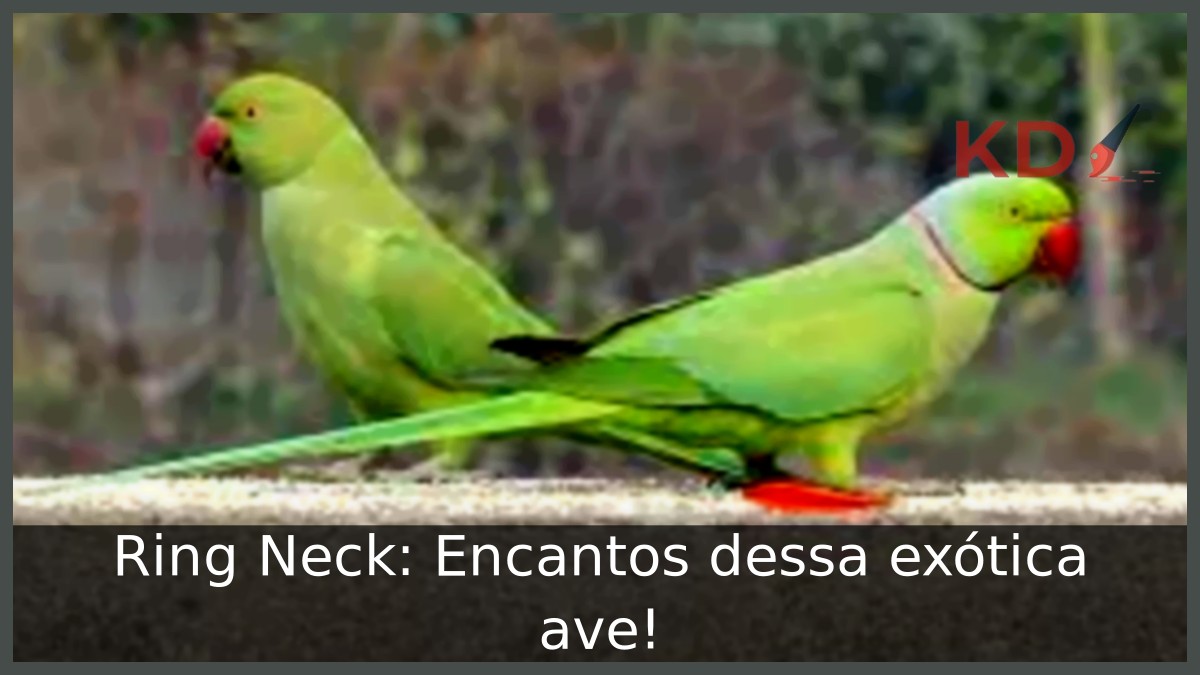 Ring Neck: Encantos dessa exótica ave!