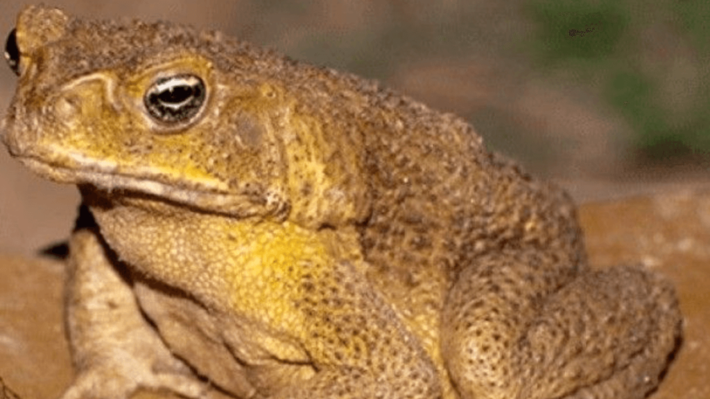 significado de Sonhar com Muitos Sapos