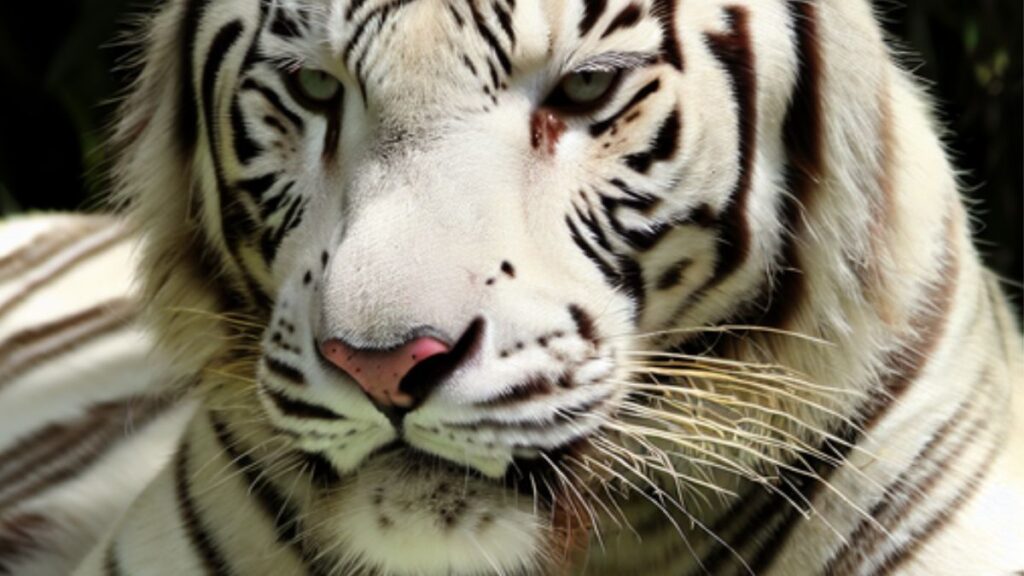 Sonhar com Tigre Branco: Veja o Significado!