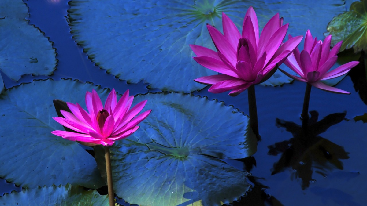 Nomes de flores raras, 600 espécies para conhecer ou se inspirar! 12 Flor de Lótus