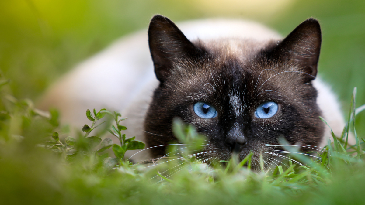 Nomes para gato siamês, mais de 470 inspirações para seu gatinho(a)! 10 Gato siamês fêmea