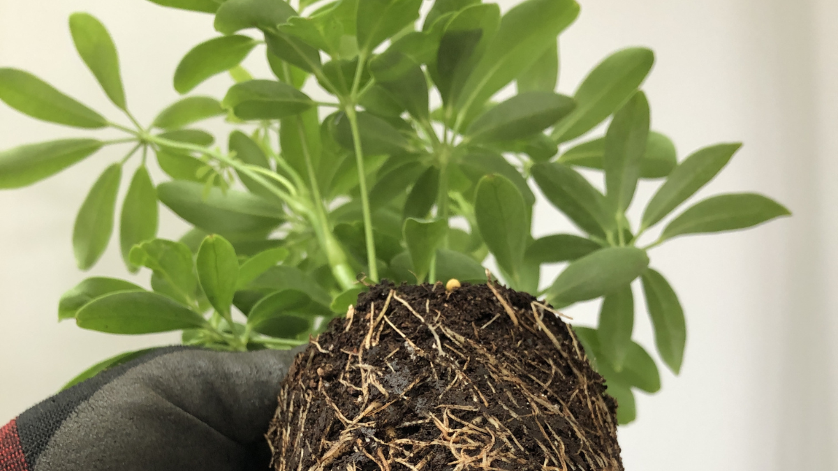 Planta saudável