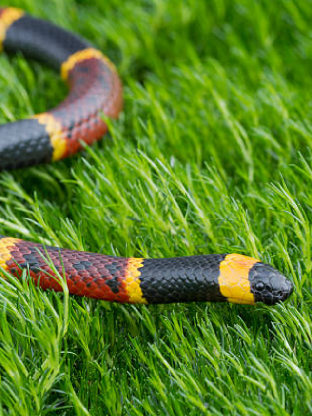 Sonhar com Cobra Coral: Real significado!