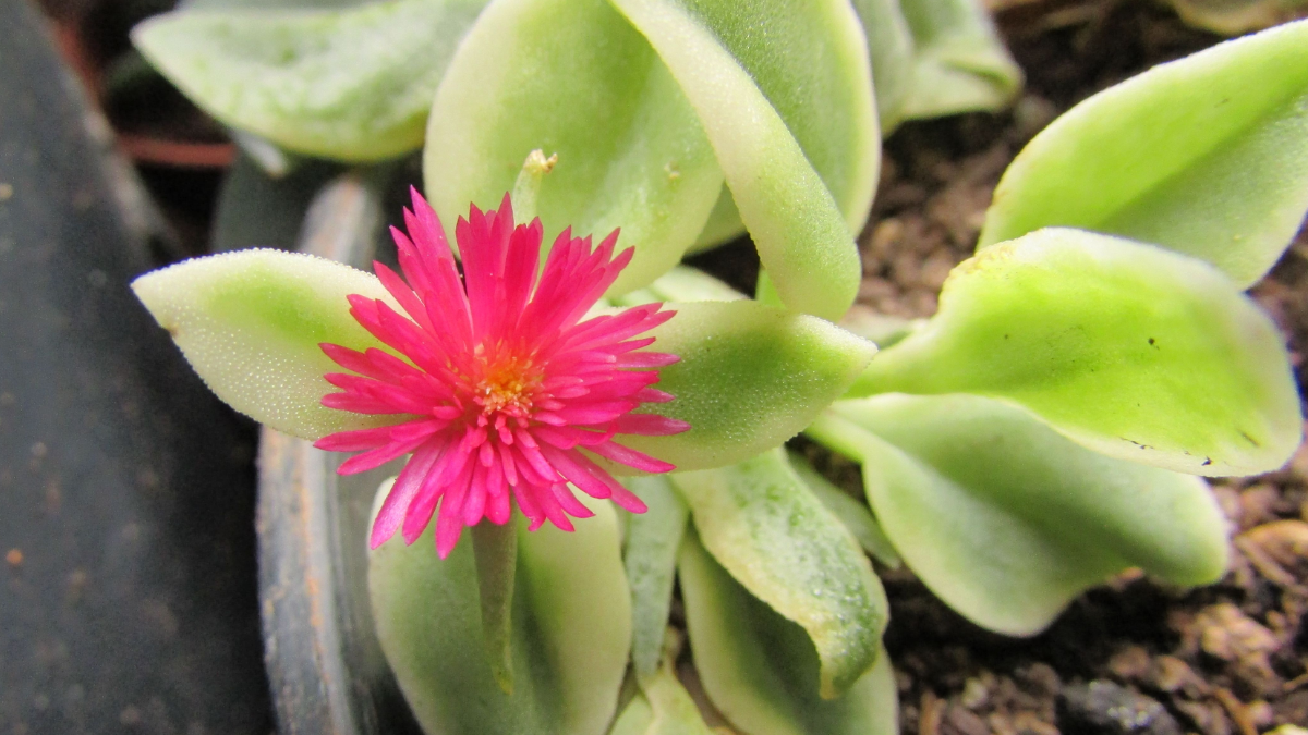 Suculenta com flor
