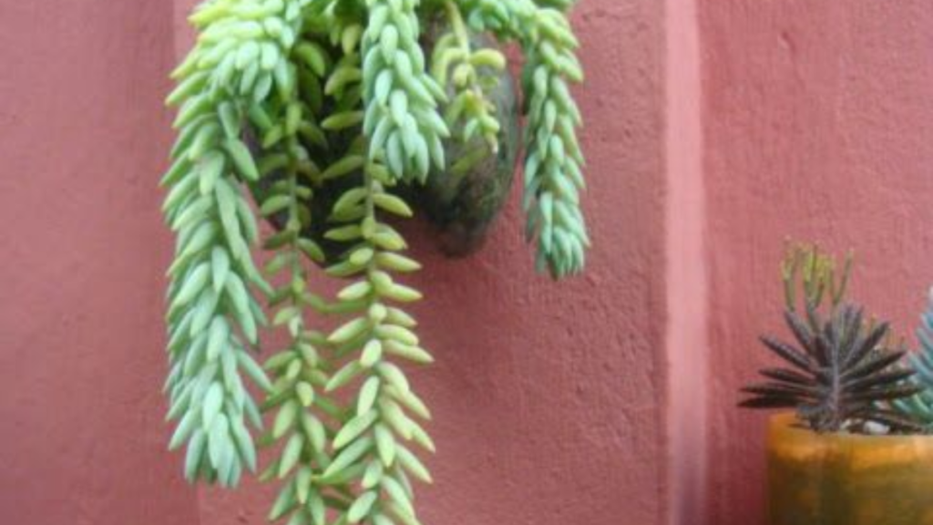Suculenta pendente