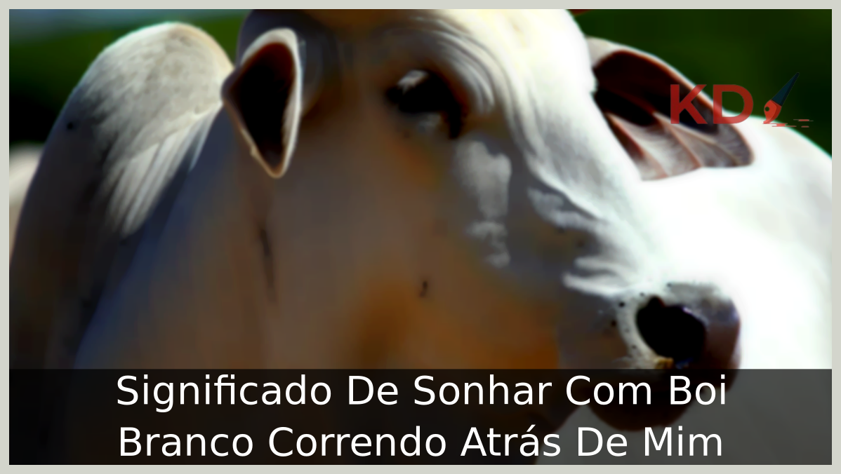 Sonhar Com Boi Branco Correndo Atrás De Mim