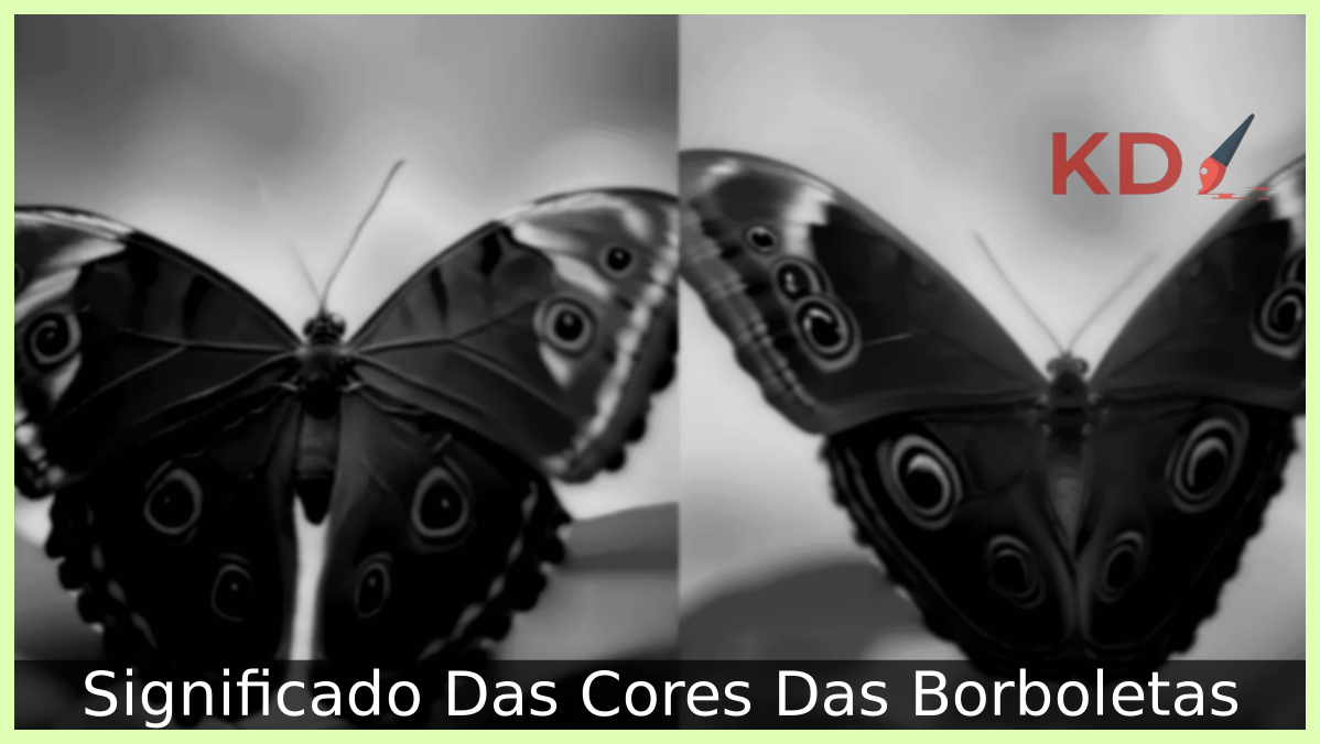 Significado Das Cores Das Borboletas 21 Significado Das Cores Das Borboletas