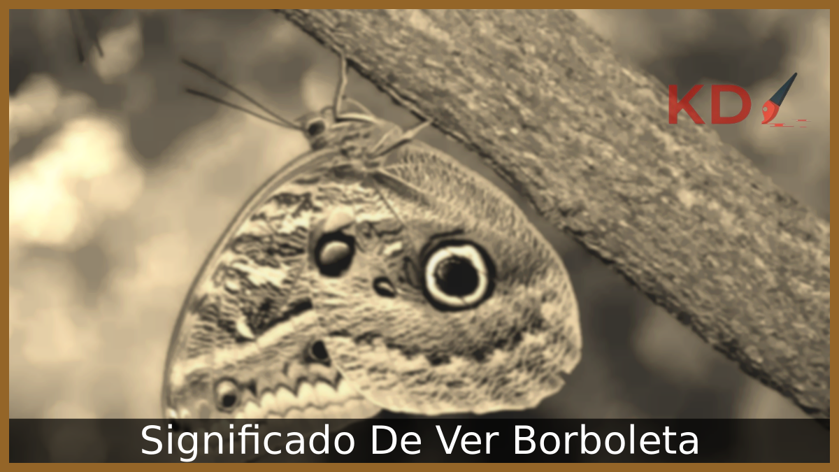 Descubra qual é o verdadeiro Significado De Ver Borboleta 11 Significado De Ver Borboleta
