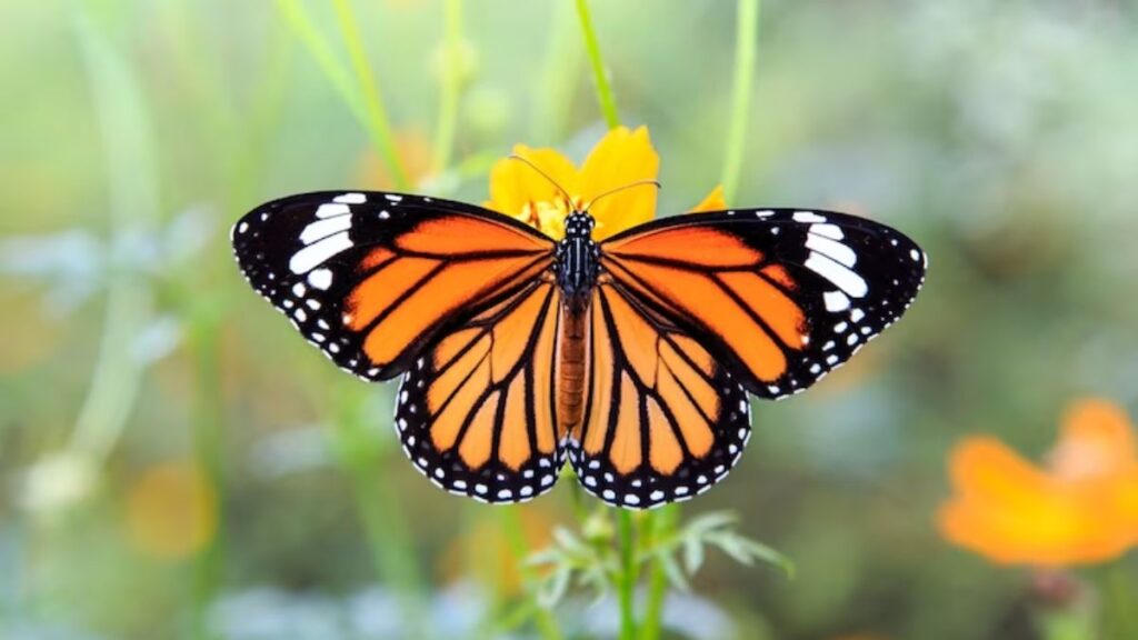Borboleta laranja significado