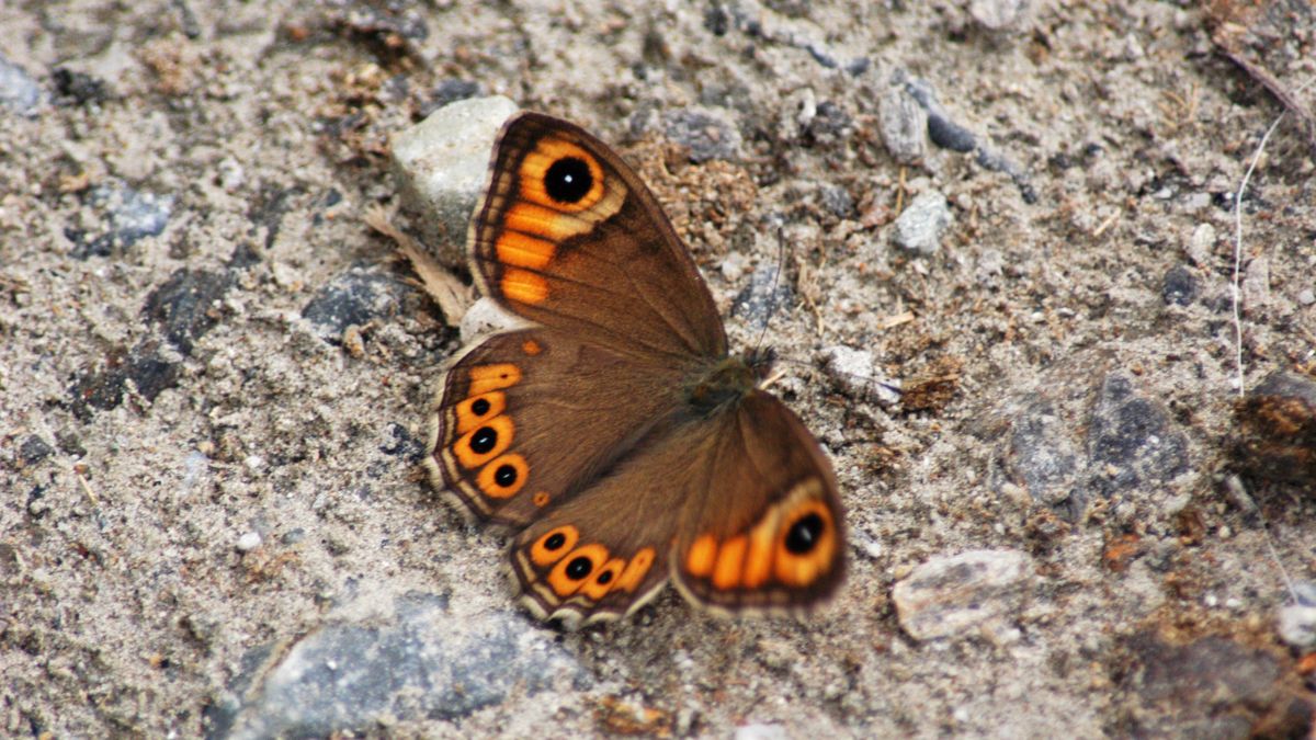 Significado De Borboleta Marrom